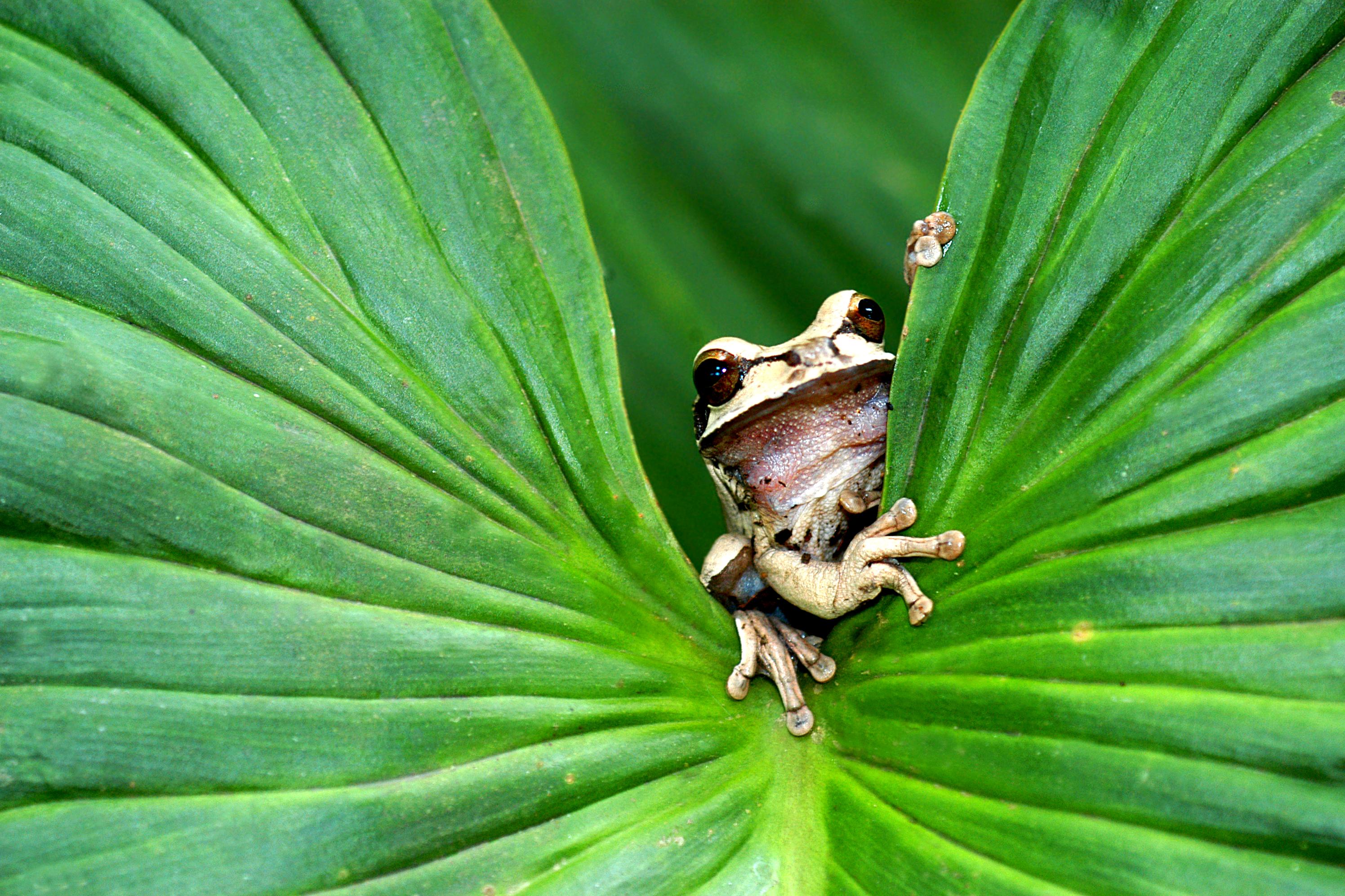 AGUILA DE OSA FROSCH