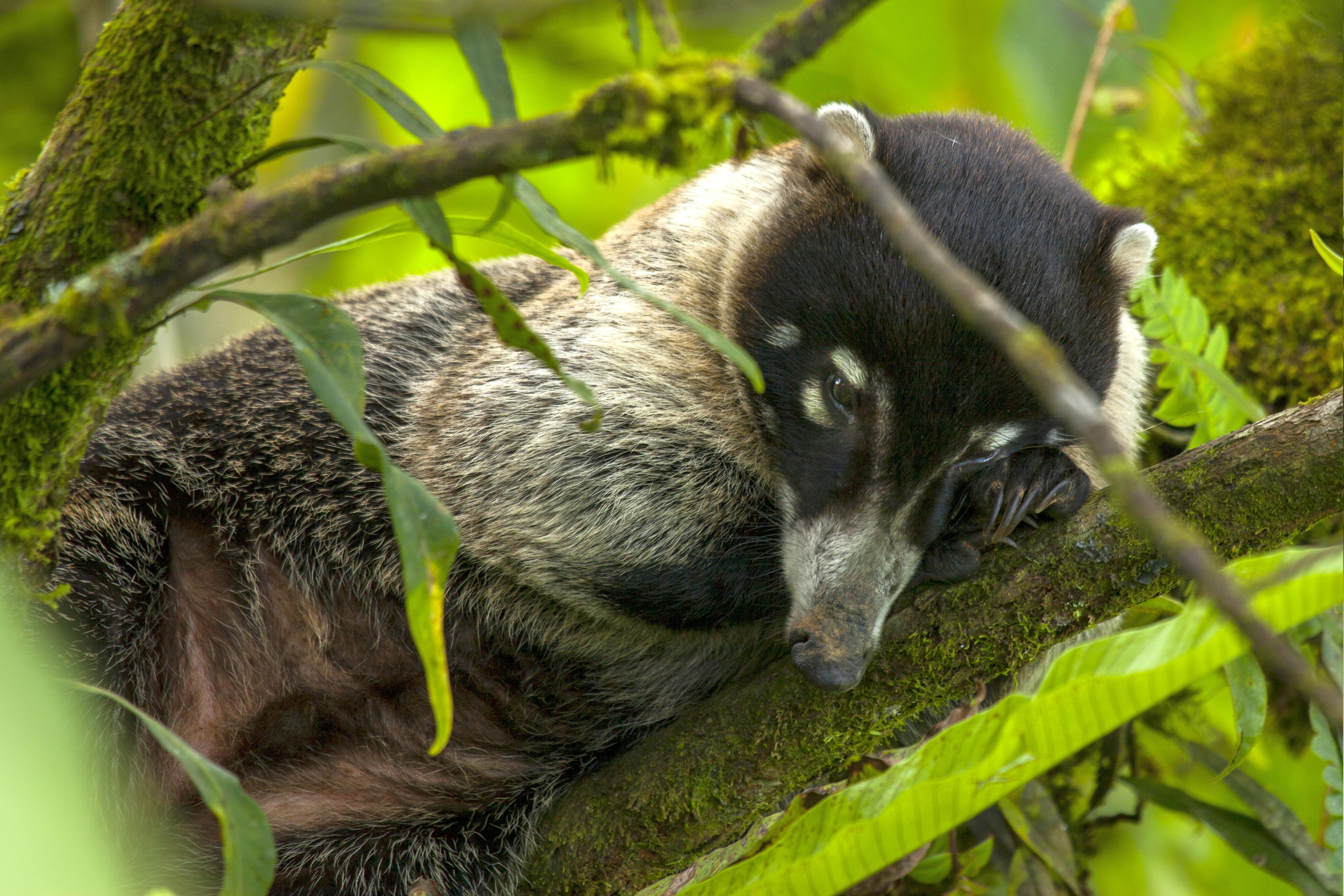 ARENAS DEL MAR COATI