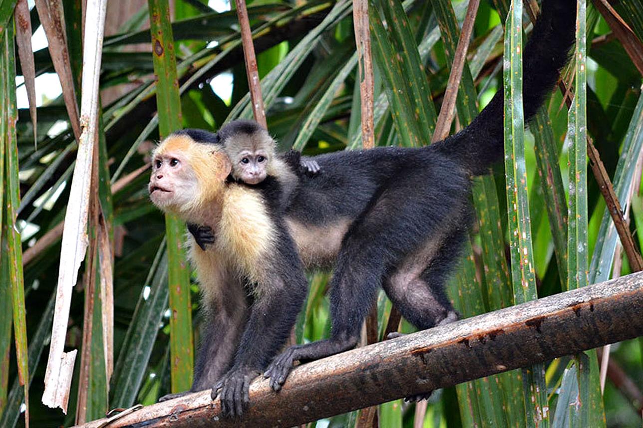 LAGUNA LODGE AFFE