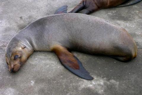 SEELÖWE
