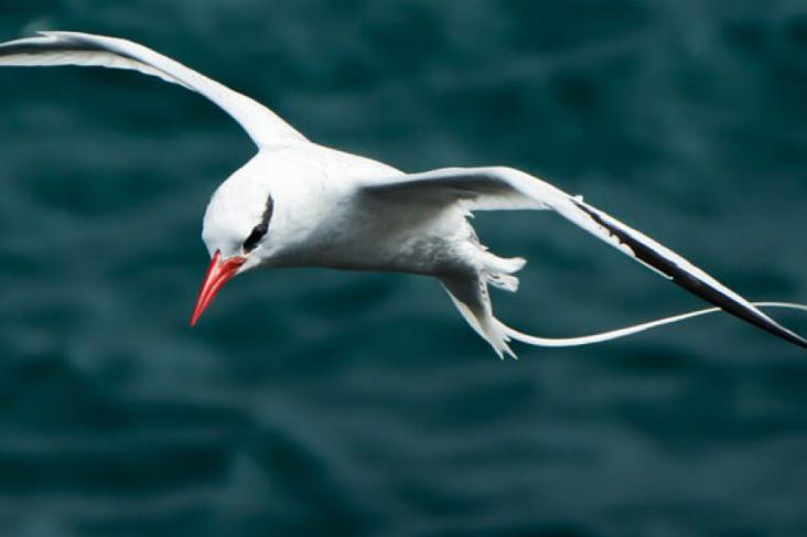 GPS RED-BILLED BIRD