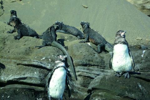 GALAPAGOS PINGUS