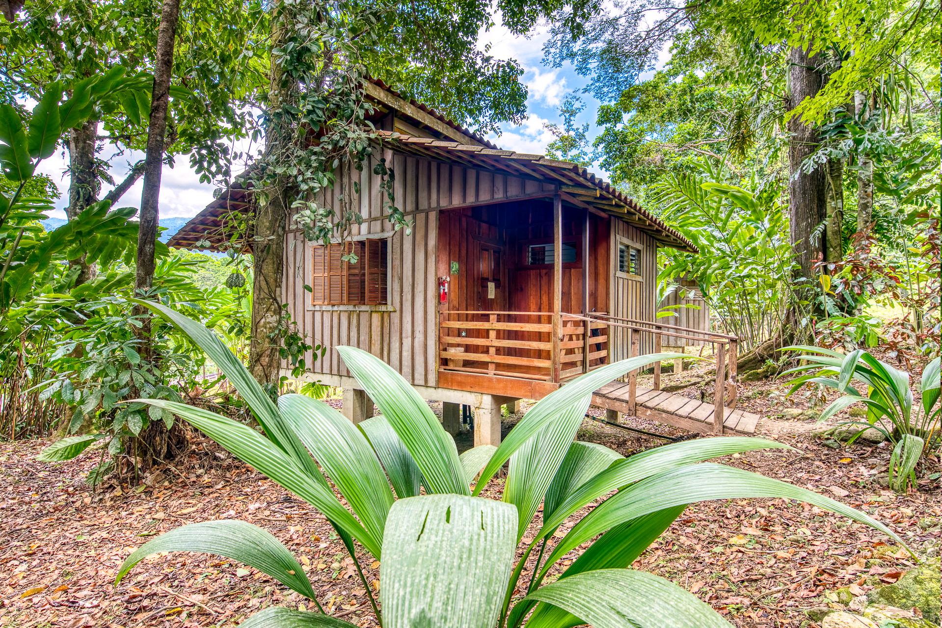 SELVA BANANITO ZIMMER 2