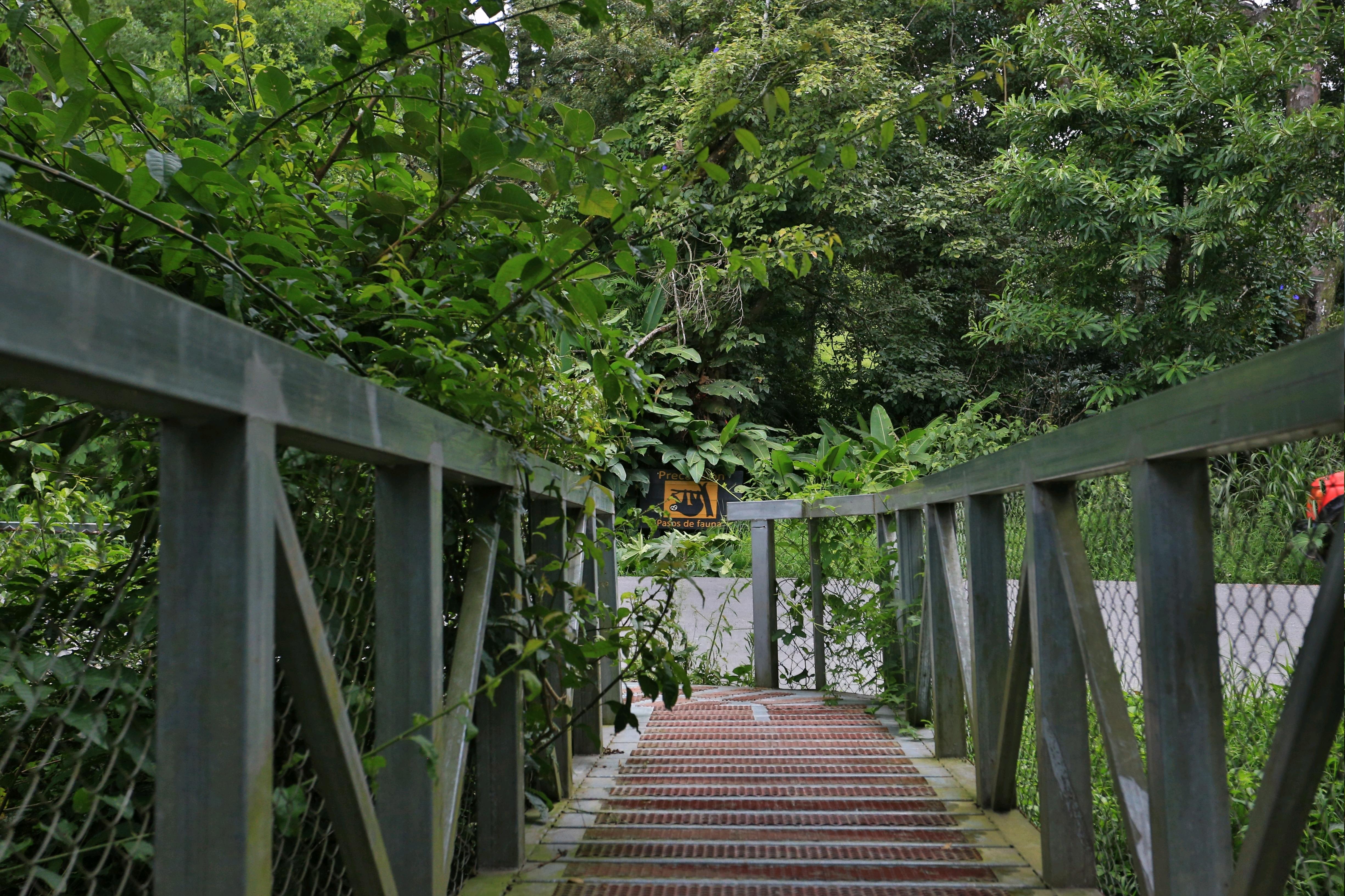 SENDA MONTEVERDE