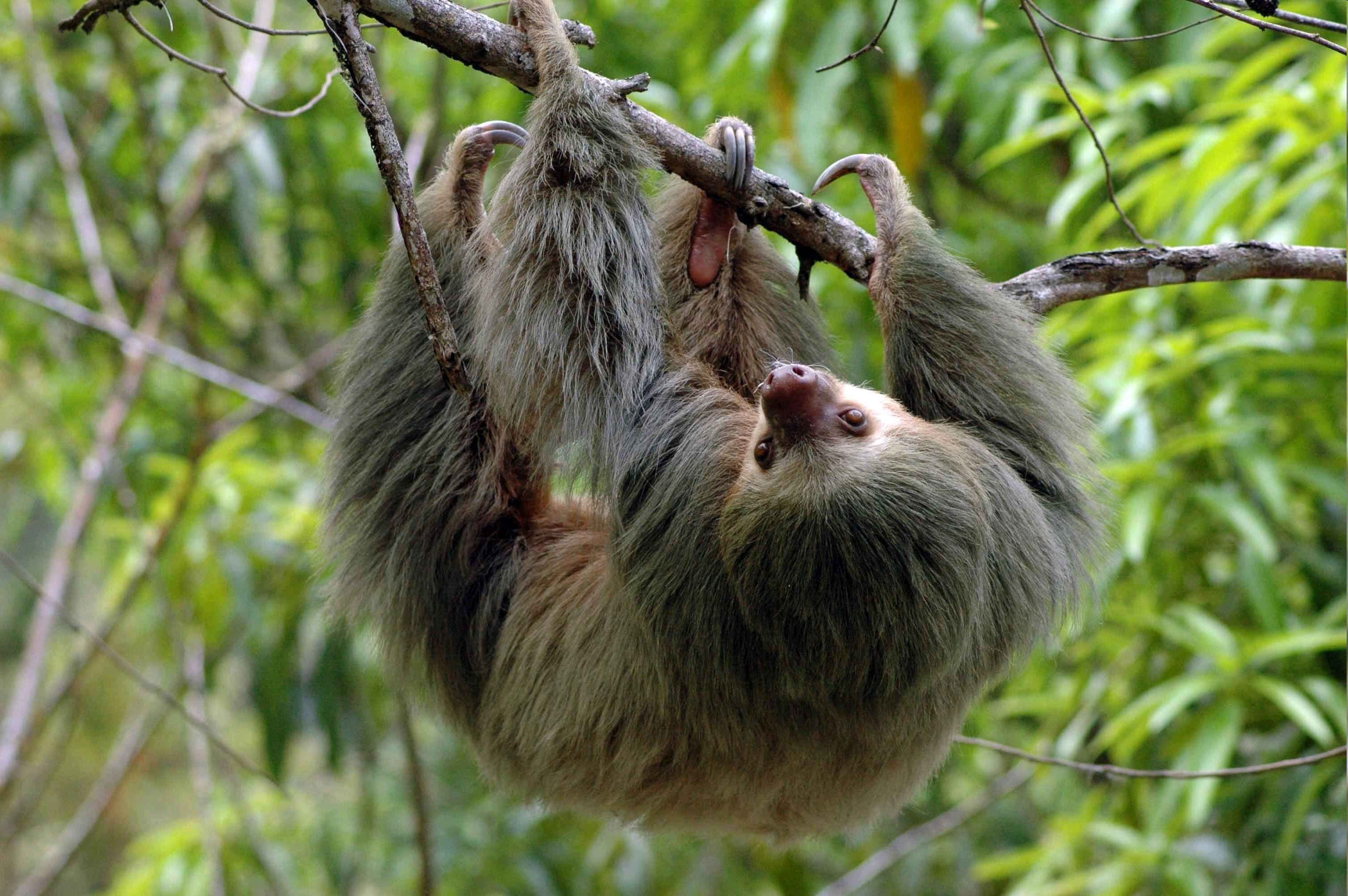 SENDA MONTEVERDE SLO
