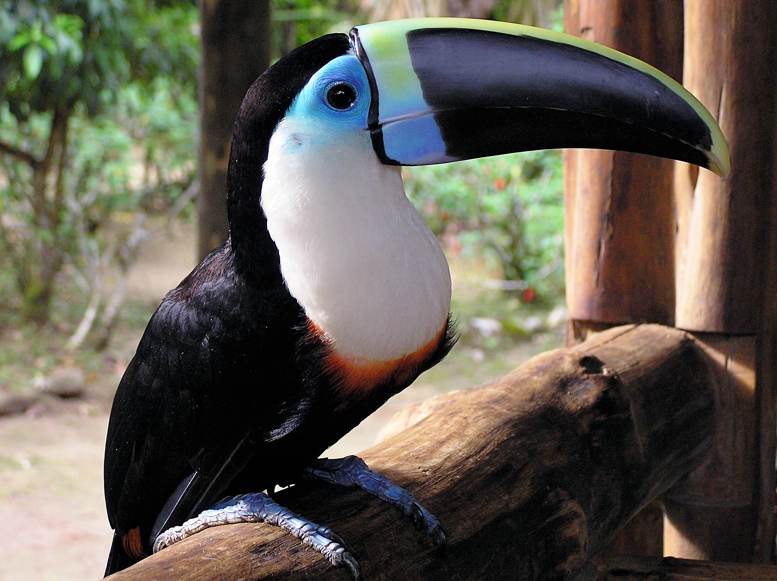 tukan