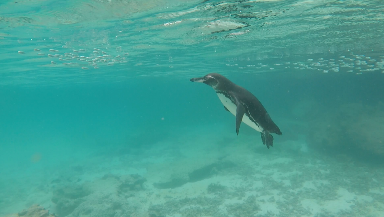 pingu.png