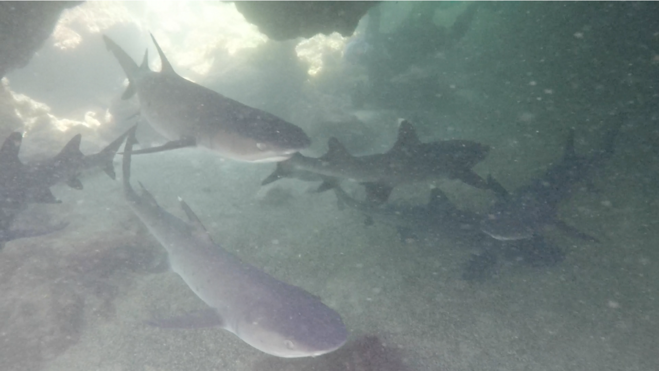 sharks.png