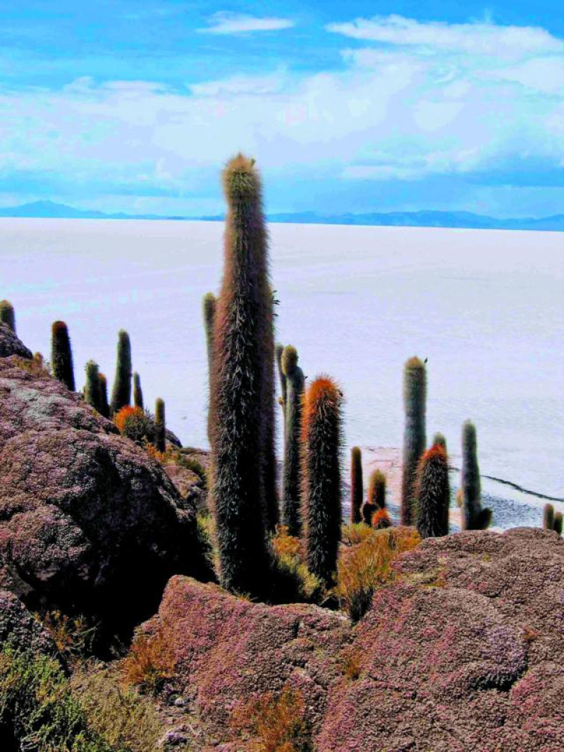 ISLA PESCADO KAKTUS